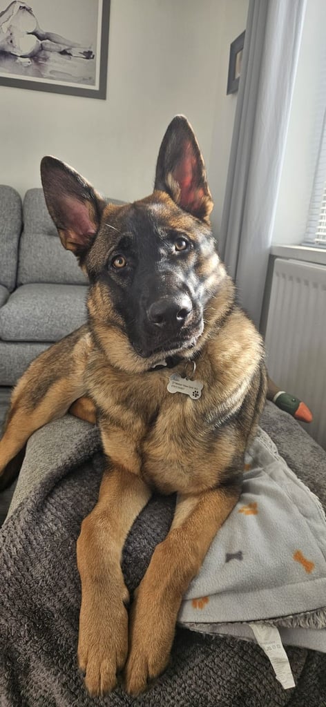 image for 1 year old male german shepherd