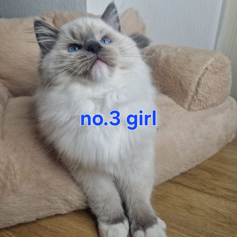 Ragdoll kittens