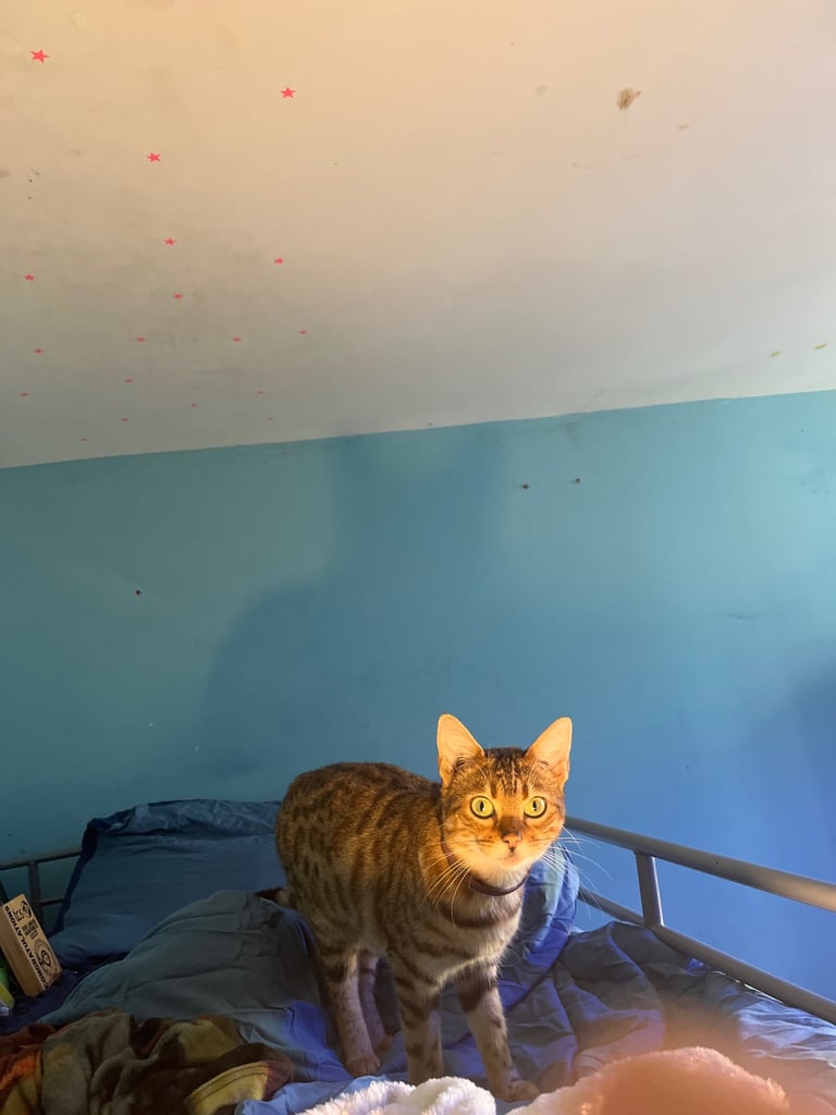 2 cats for sale  full pedigree f4 Bengal and a tabby cross price in description