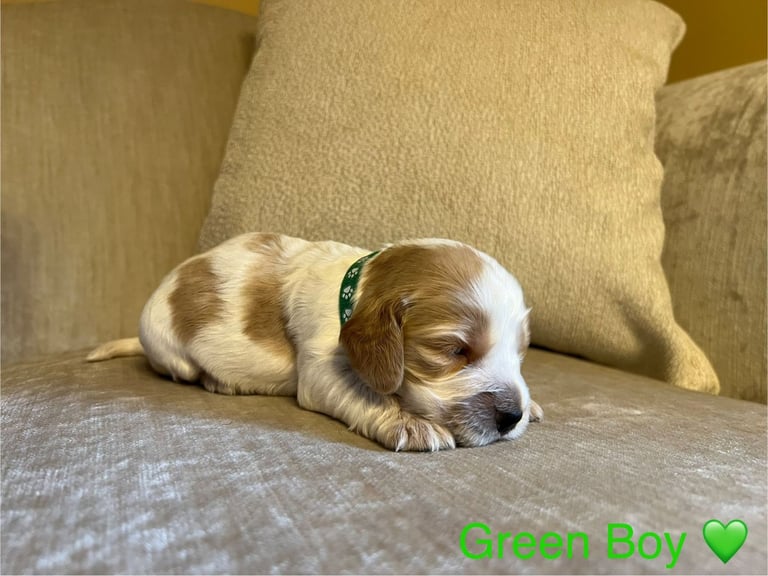 ✨ Show Cocker Spaniel Puppies For Sale ✨