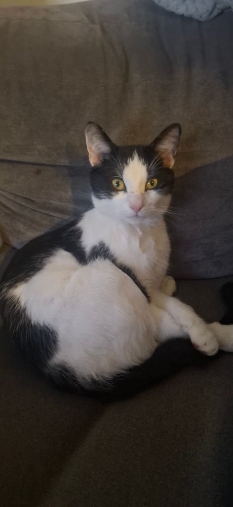 image for Gorgeous cat oreo