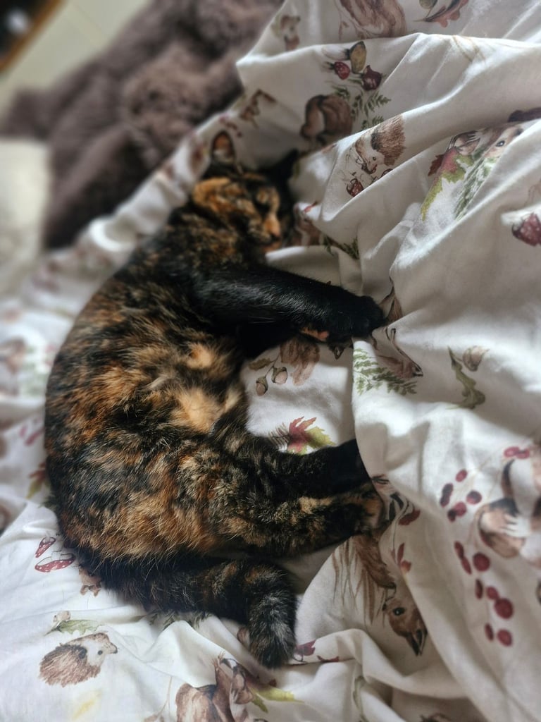 BEAUTIFUL TORTY SAGE 