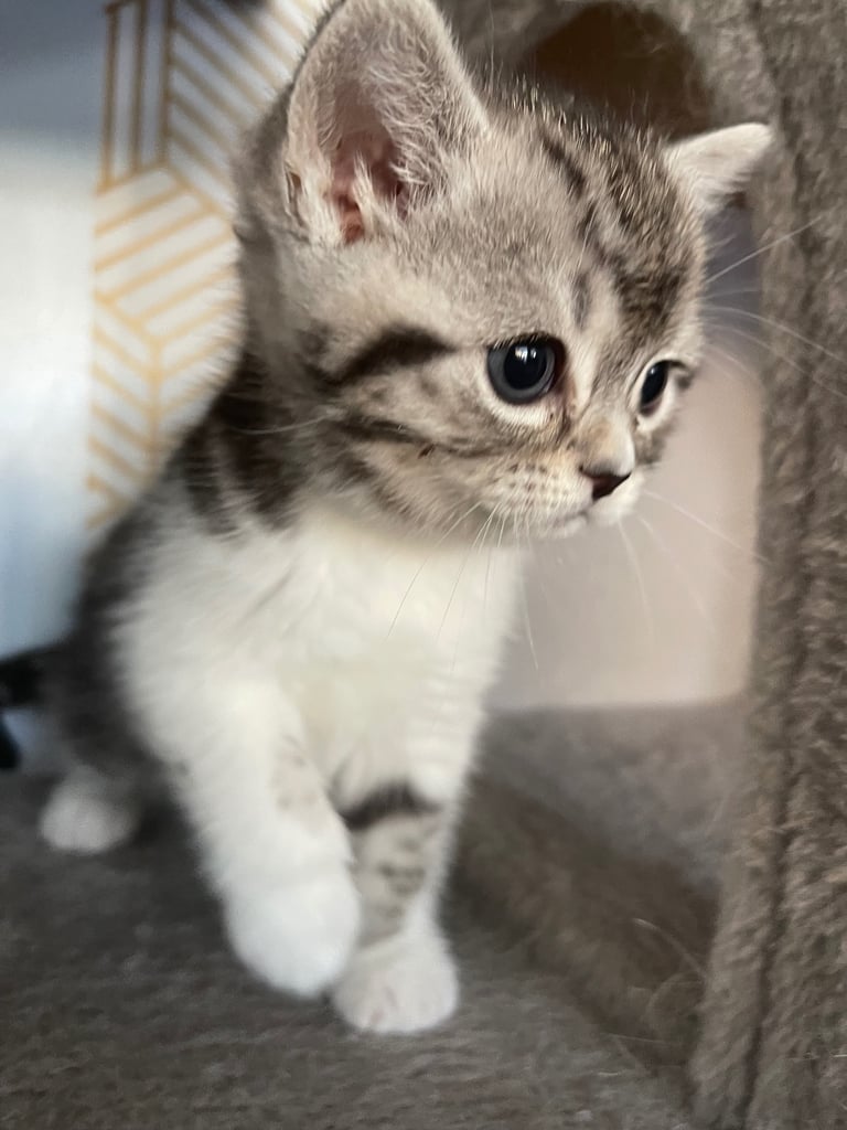 half British long hair kitten 