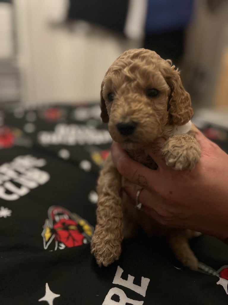 Miniature Cockapoo