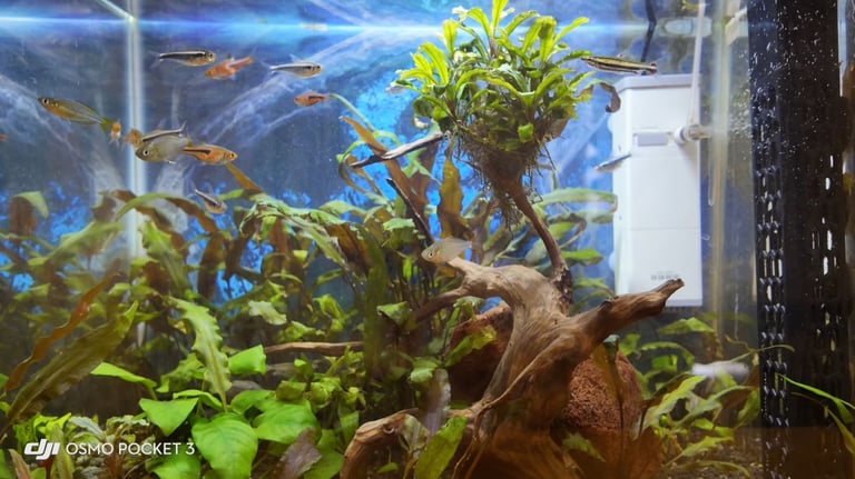 Aquarium with Fish and Plants