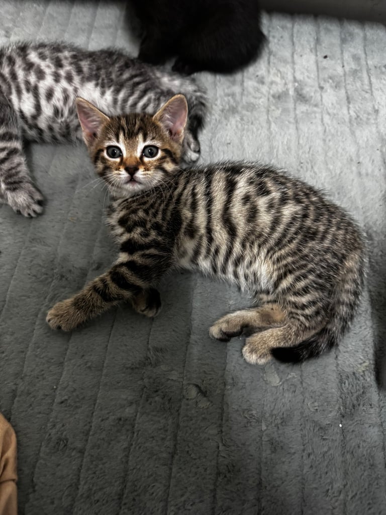 Bengal cat in England Cats Kittens for Sale Gumtree