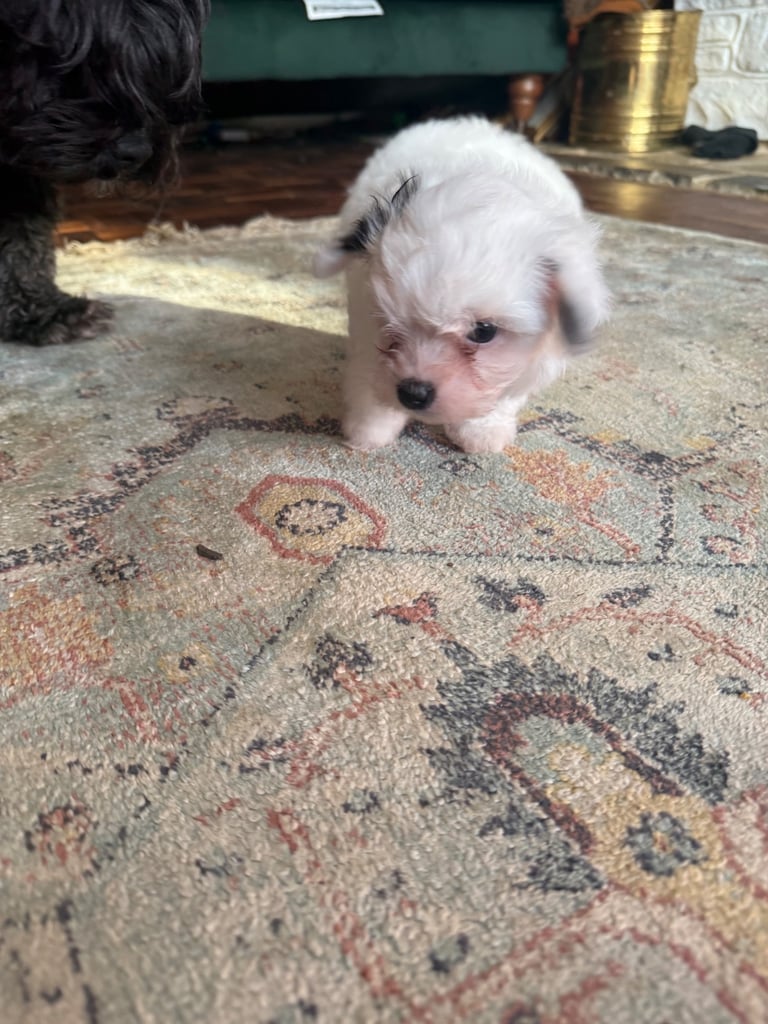 Cotton De Tulear puppies x3 looking for their forever homes