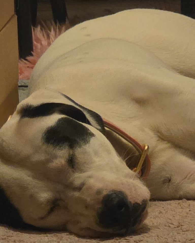 1 year old pup- Large breed