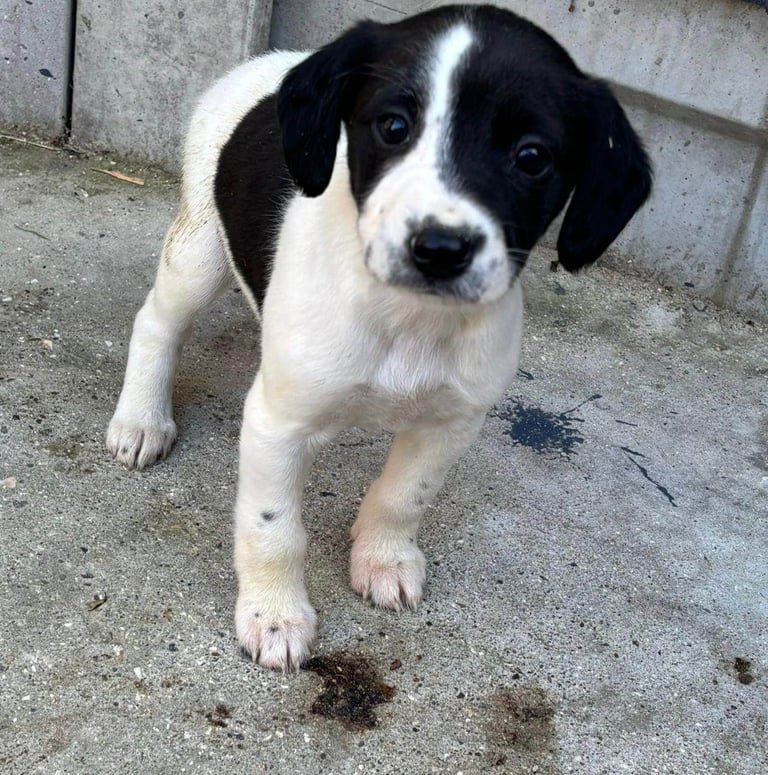 Cocker Spaniel Puppies 