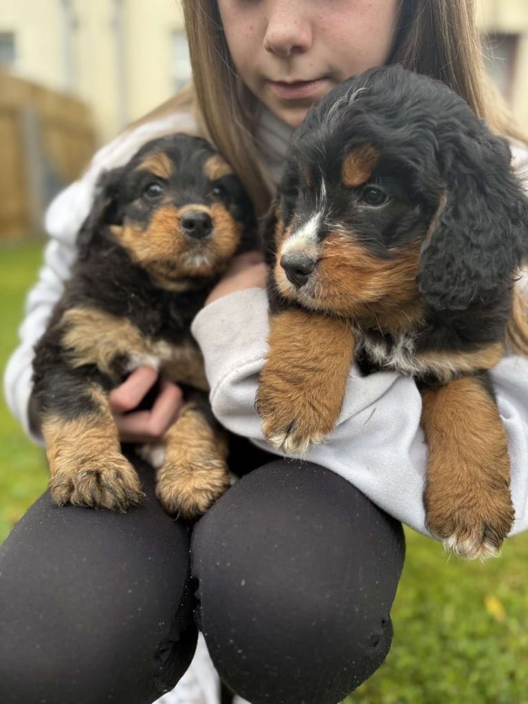 image for Bernedoodle pups