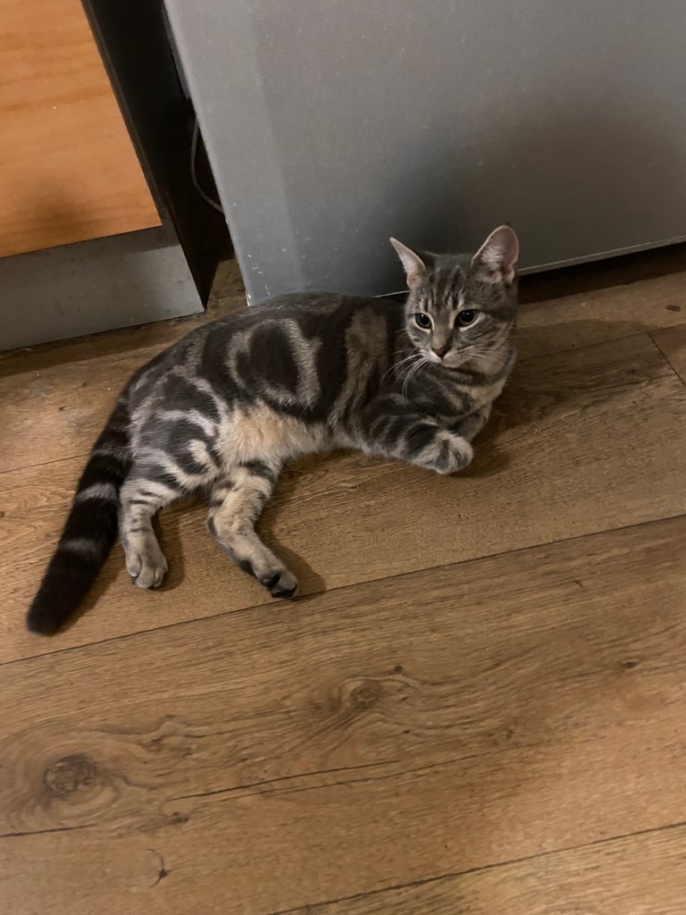 Stunning grey tabby kitten