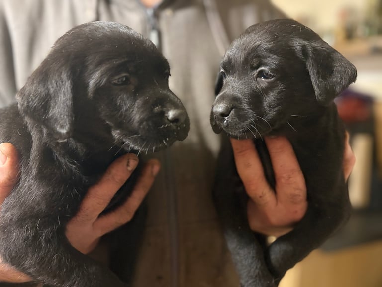 Two Female Black Pups Left