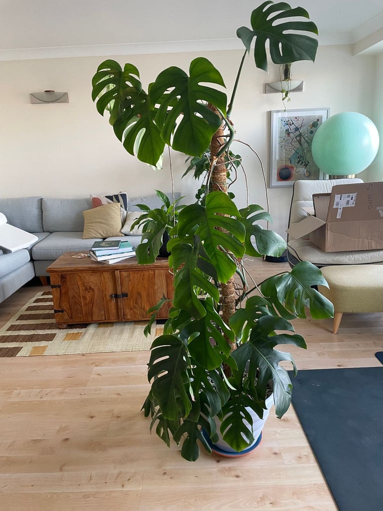 Beautiful Monstera Deliciosa