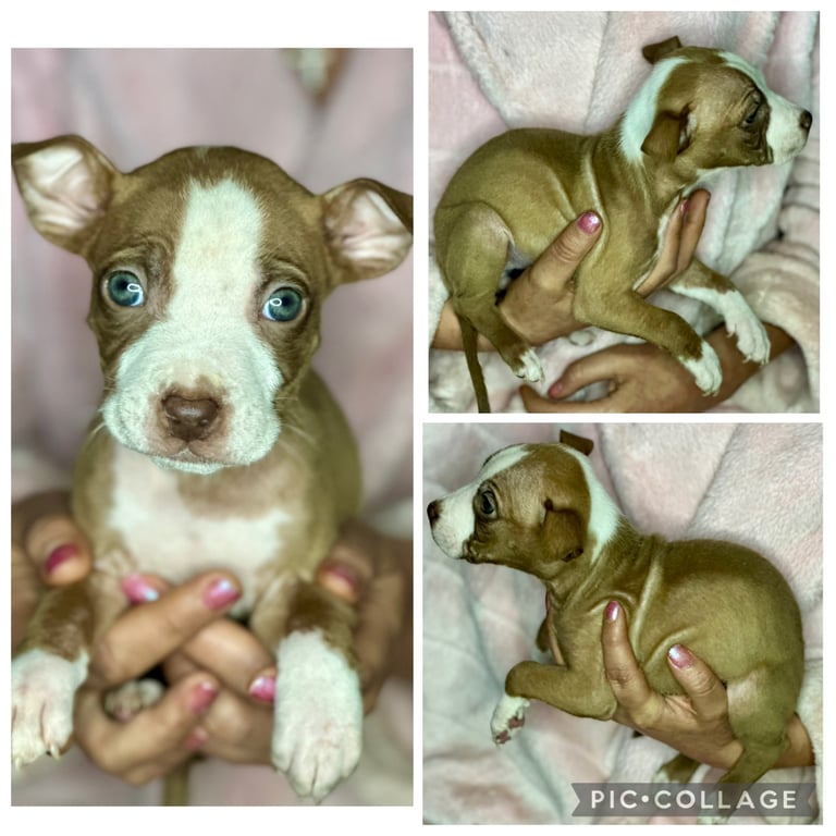 Husky × Pocket Bully Puppies – Ready 7th Oct – Swansea – £750