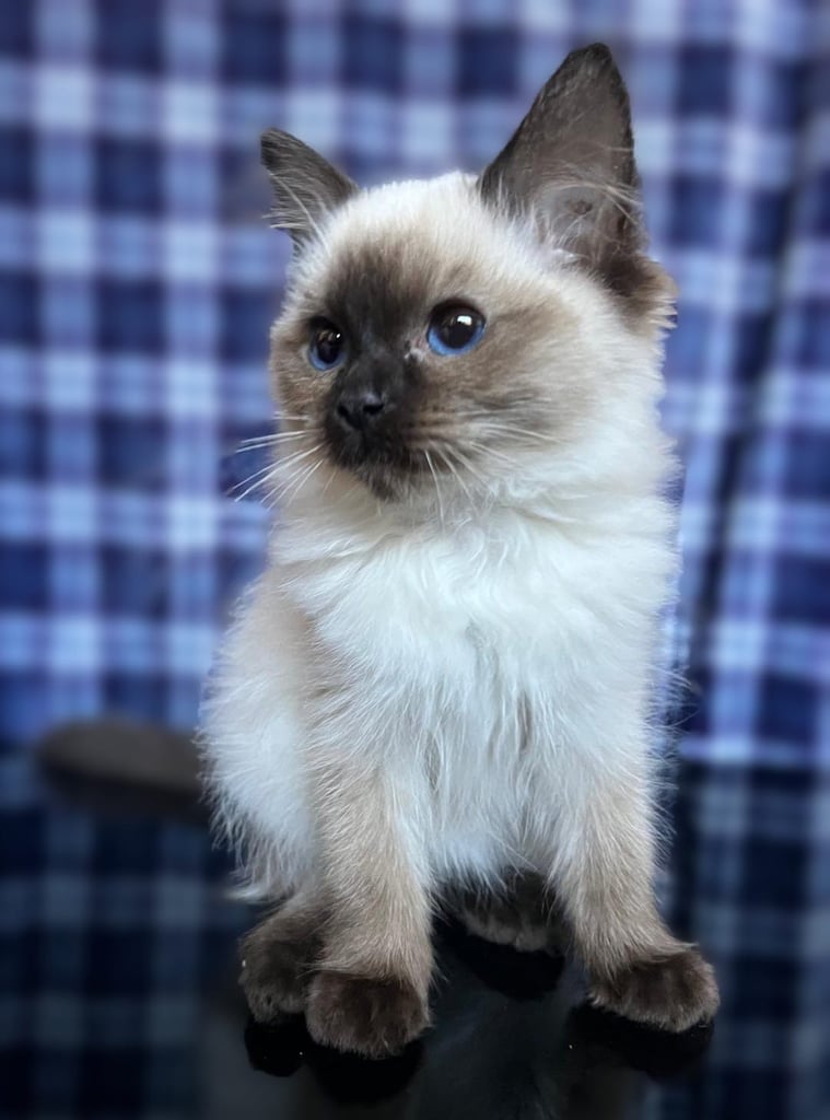 1 Adorable Ragdoll Boy left & Looking for Their Loving Home 