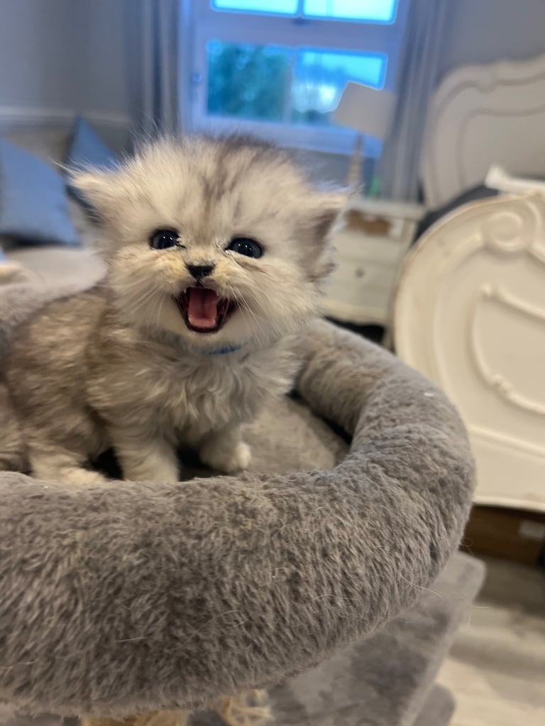 Gorgeous litter of 6 PKD Negative Persian kittens