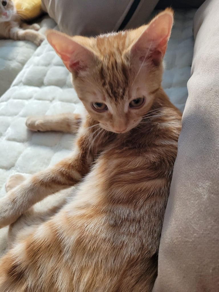 image for Ginger female kitten, 10 Weeks