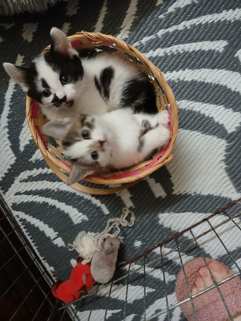 Kittens 