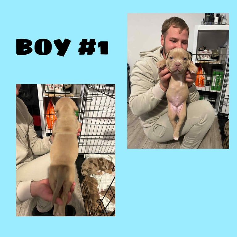 Staffy crossed with American bully. Medzium size. 