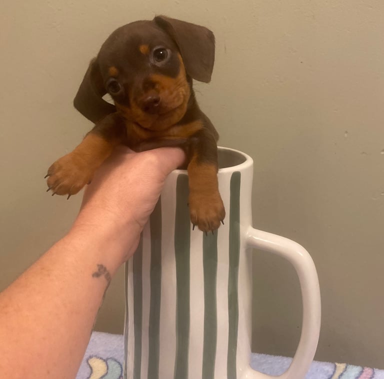 Minature dashound puppies choclate and tan