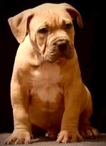 American XL Bully Puppies MSB Crakkennel Ruger Blood 