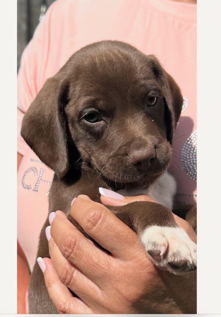 Cocker x Beagle Puppy 🐶 