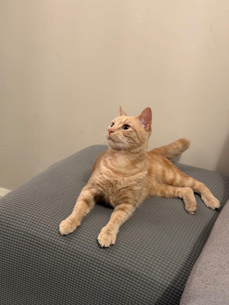 Beautiful orange tabby mixed cat
