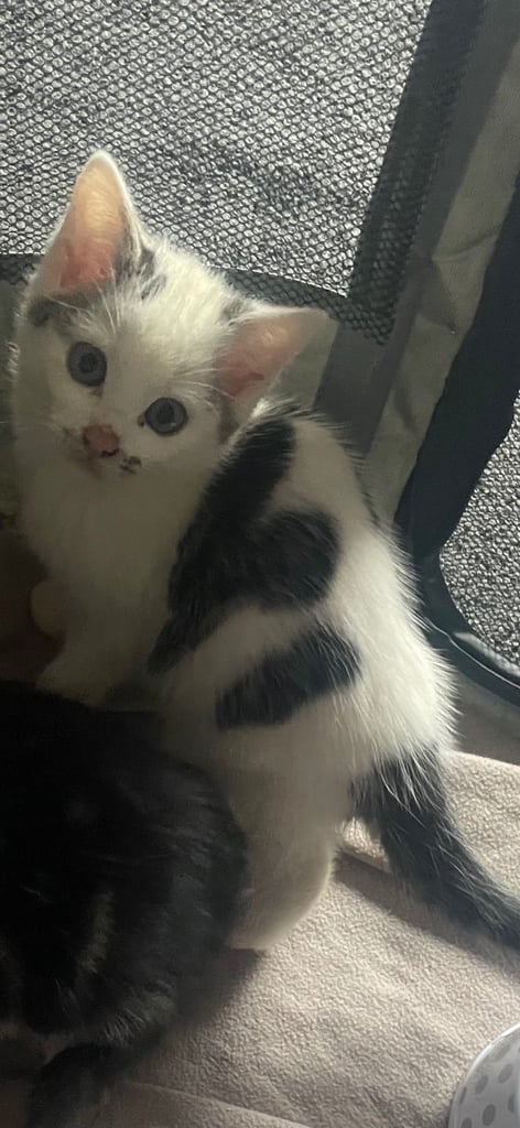 image for Beautiful Kittens 