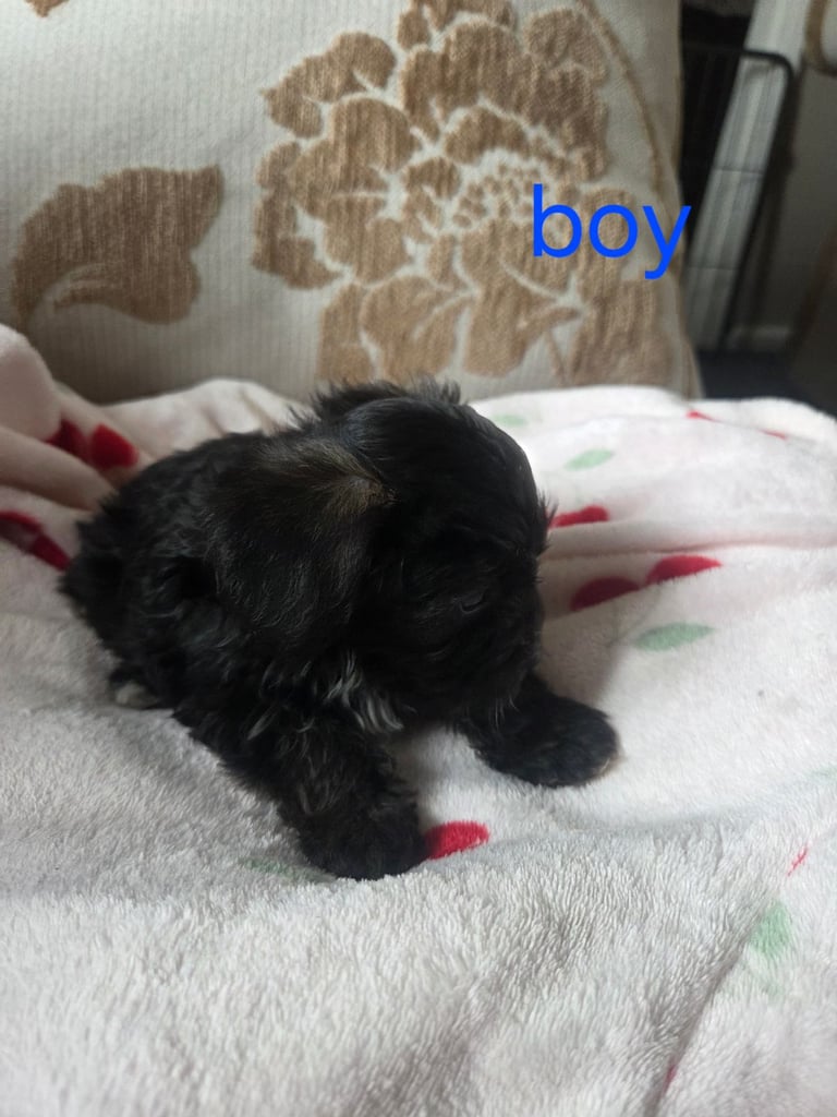 Yorkshire terrier x jackrussell 