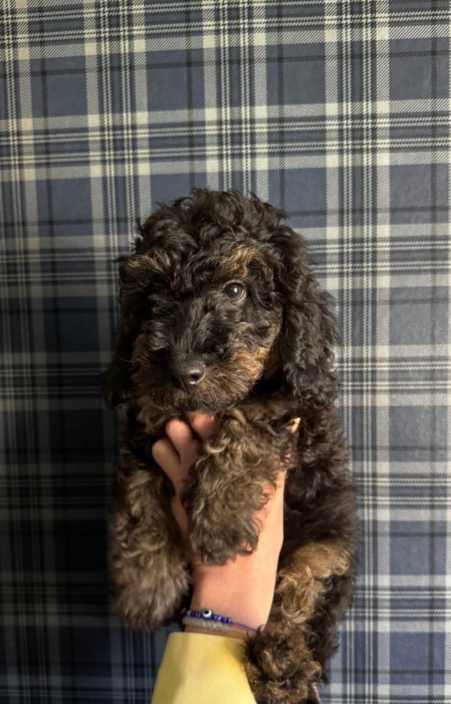 Toy poodle puppies for sale 