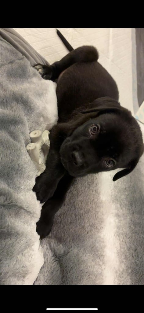 Cane corso puppy for sale 