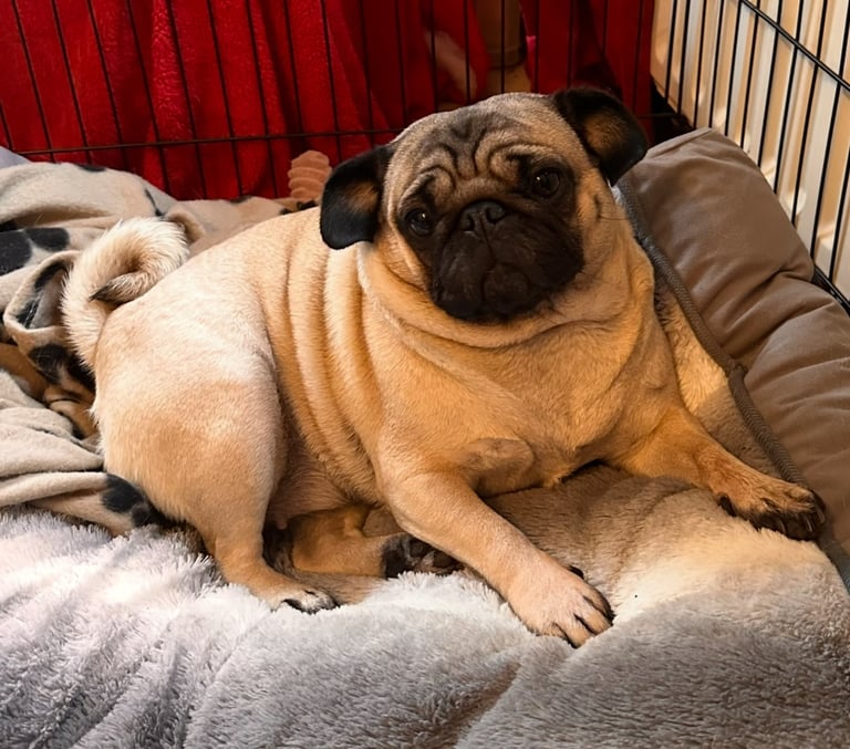 image for Stolen/Missing 