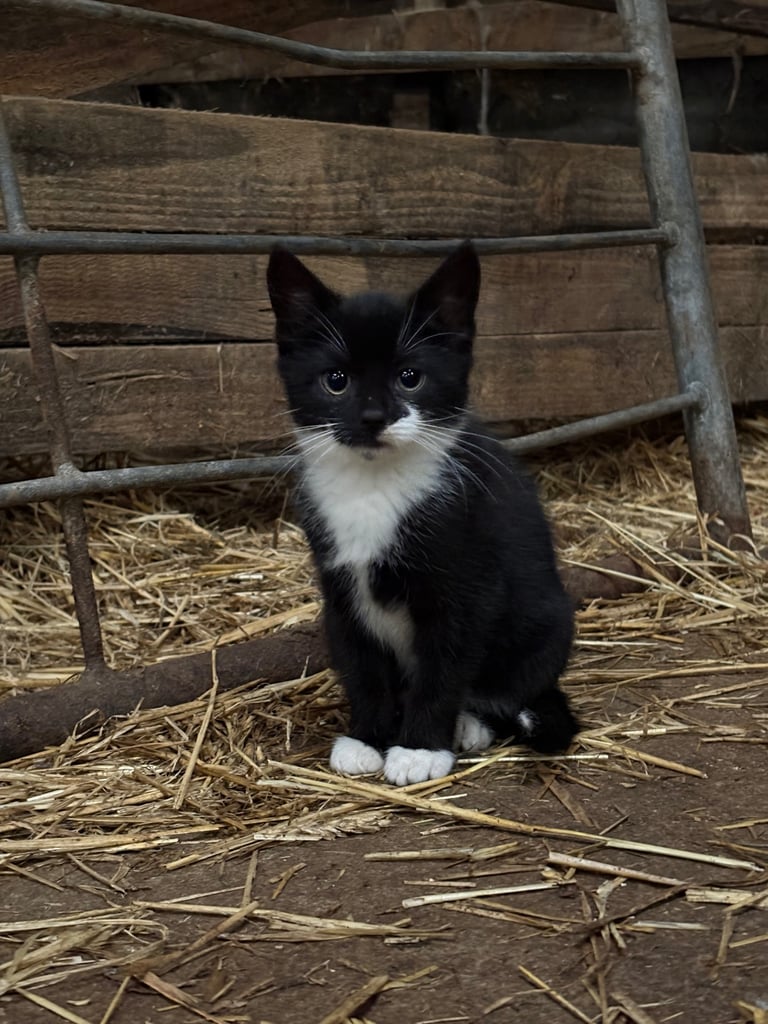 Female Black & White Kitten For Sale