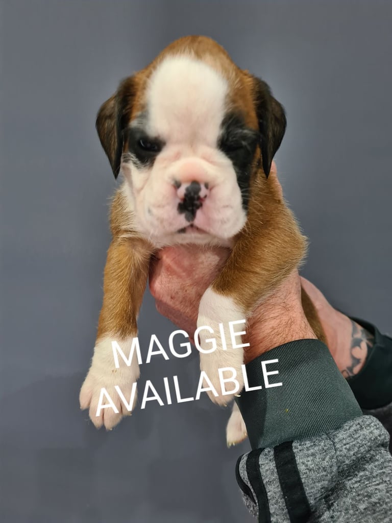 Boxer puppies 