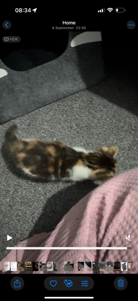 Kitten for sale! 