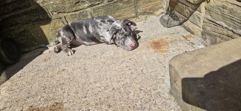 8 and half month old pocket bully | in Bradford, West Yorkshire | Gumtree