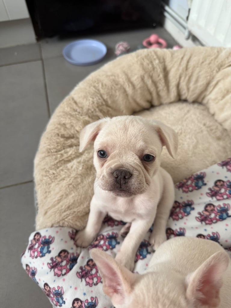 Female cream french bulldog puppie