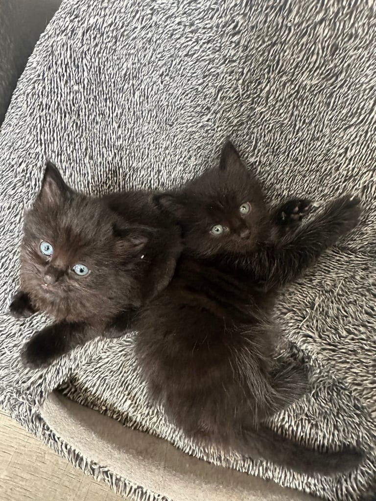 image for Fluffy kittens 