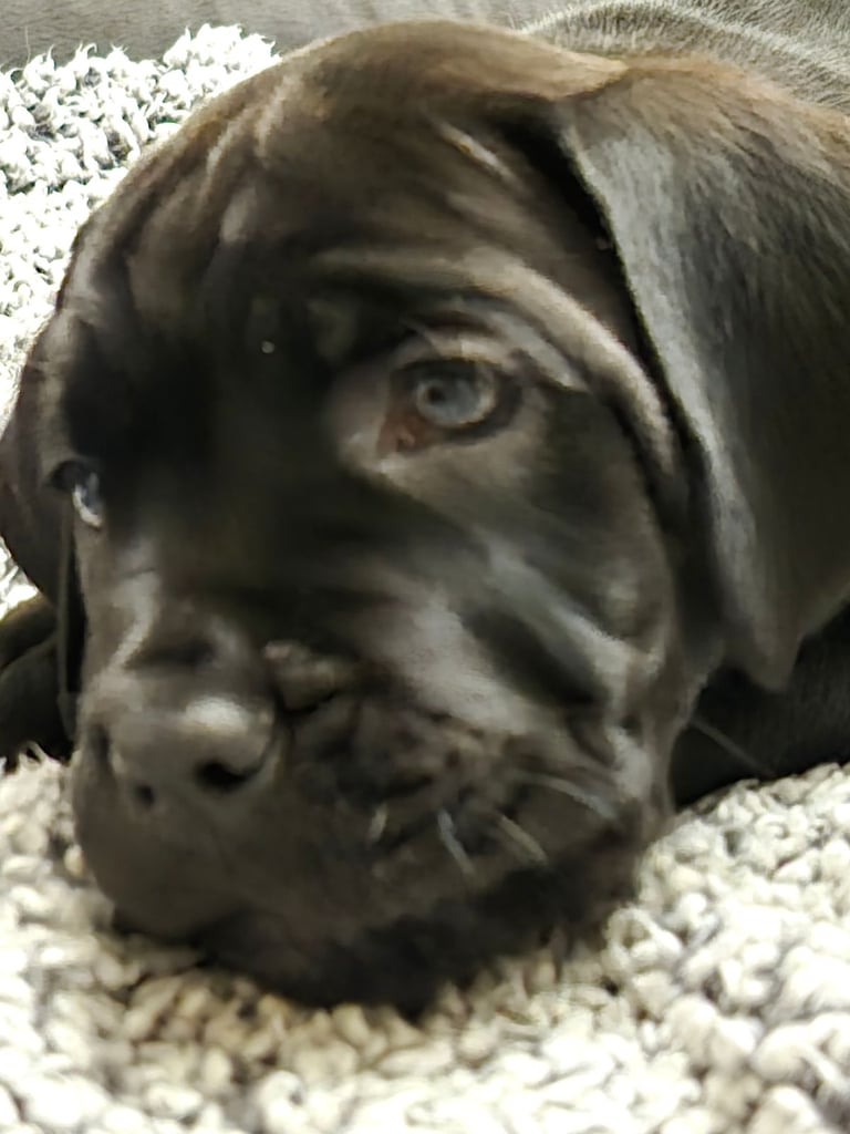 Cane  Corso pups 