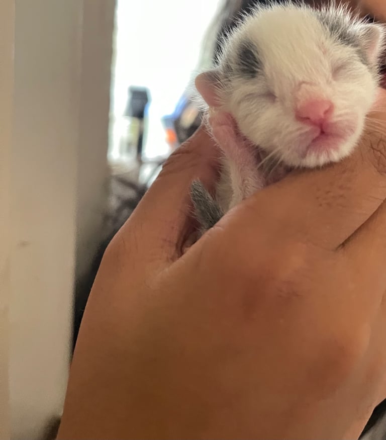 Kittens looking for a home