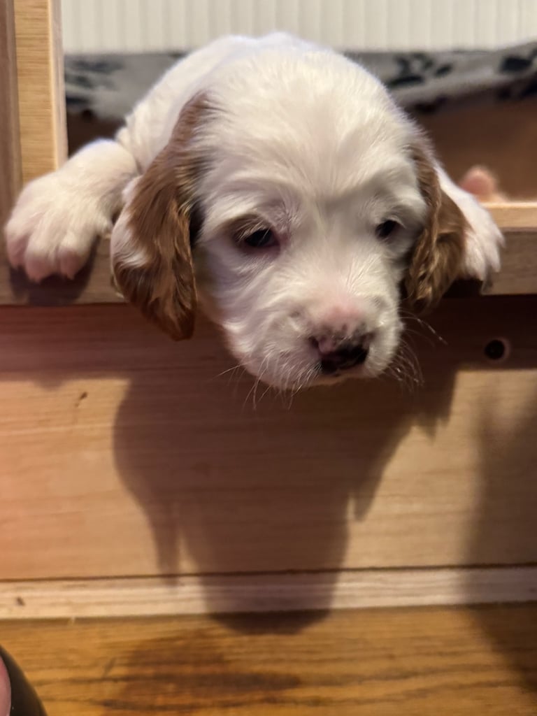 Gorgeous F2b Cockapoo puppies ready to reserve