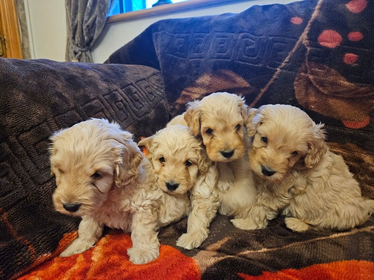 cockerpoo puppies for sale