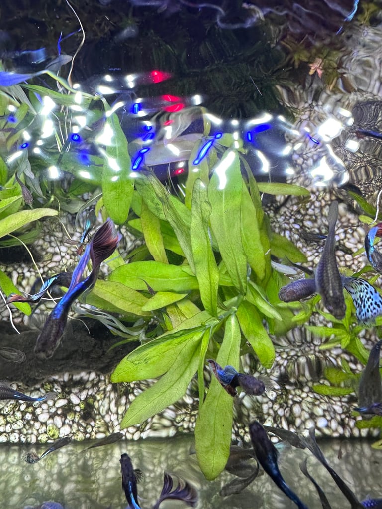 Aquarium Plants