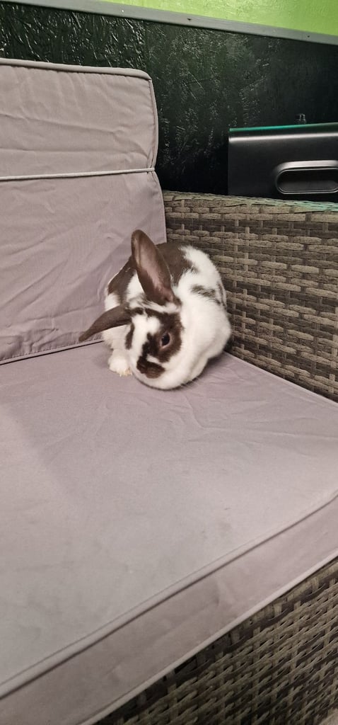 MINI LOP FEMALE RABBIT 