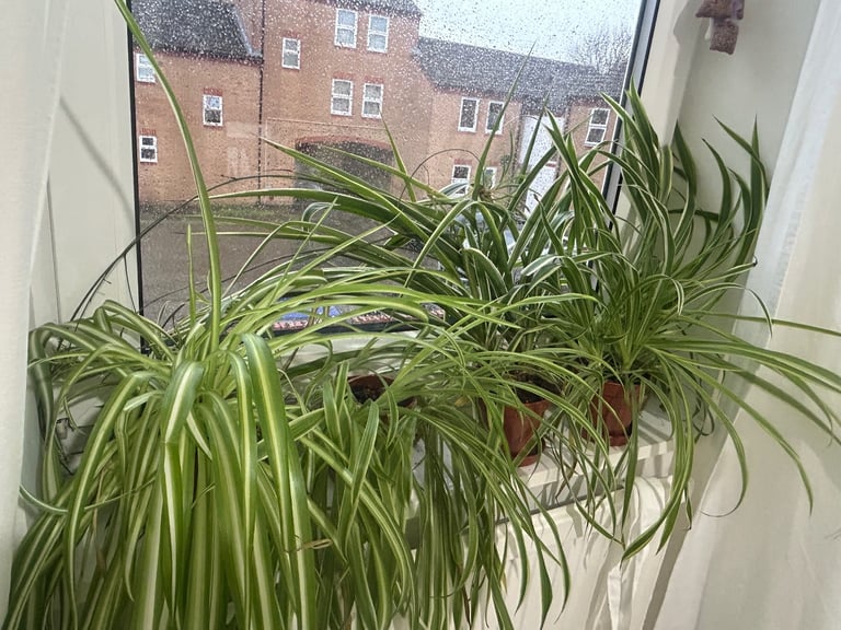 image for Spider plant 