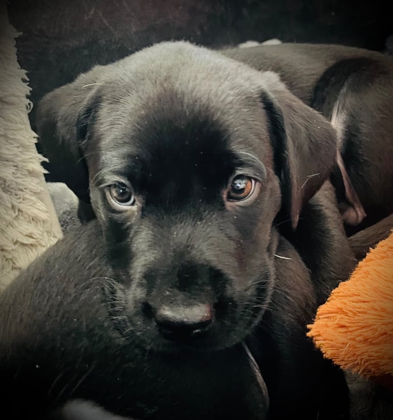8 superb kc reg Labrador puppies ( 6 days and your pup can come home!!)—