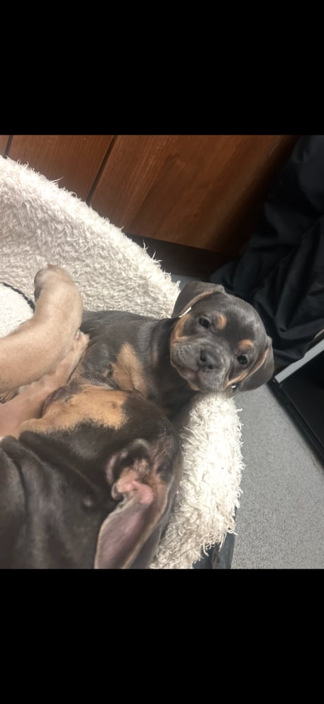 American French bulldog 