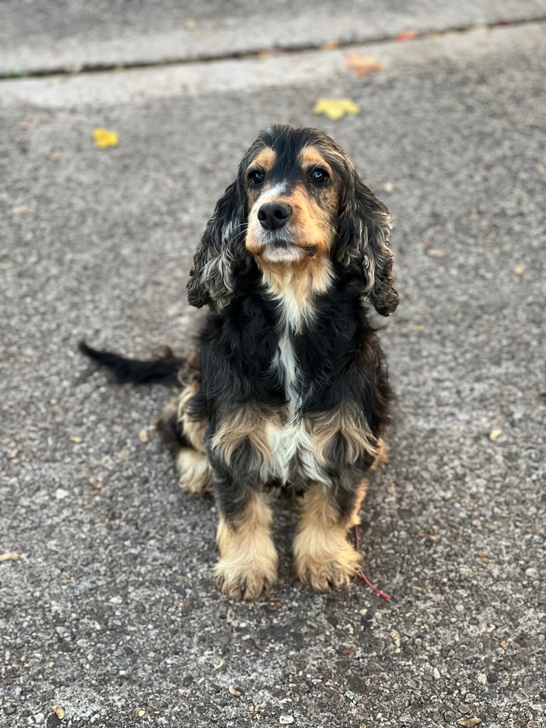 Show Type Cocker Spaniel Girl