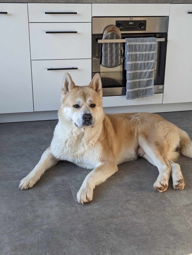 Male American Akita in desperate need for a new loving home.