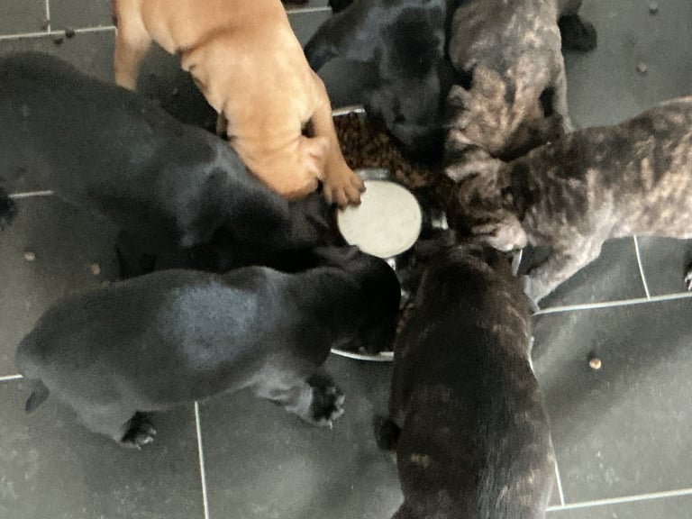 Staff x BullMastiff 4 Left 